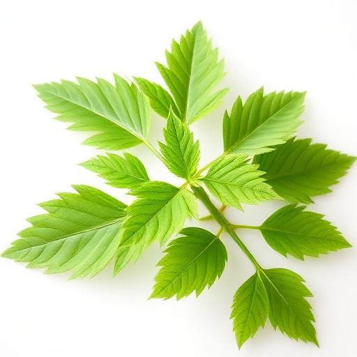 Stinging Nettle
